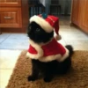 🎄🐱 Navidad Gatos 🐱 🎄 12