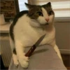 CAT WORLD 2 7