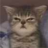 CAT WORLD 2 8