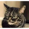 CAT WORLD 2 9