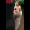 Io criceto 11