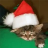 🎄🐱 Navidad Gatos 🐱 🎄 13