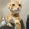 CAT WORLD 2 10