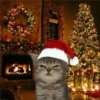 🎄🐱 Navidad Gatos 🐱 🎄 14