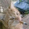 😼 Mundo felino 😸 8