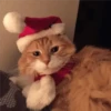 🎄🐱 Navidad Gatos 🐱 🎄 15