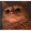 CAT WORLD 2 11