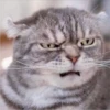 CAT WORLD 2 12