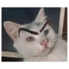 Cats meme GIF 12