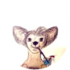 Drinking dogs 11