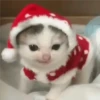 🎄🐱 Navidad Gatos 🐱 🎄 17