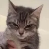 CAT WORLD 2 14
