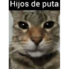 Gato insultón
