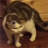 CAT WORLD 2 15