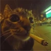 😼 Mundo felino 😸 14