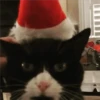 🎄🐱 Navidad Gatos 🐱 🎄 19