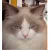 CAT WORLD 2 16