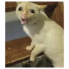 Cats meme GIF 17