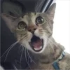 CAT WORLD 2 19