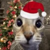 🎄🐱 Navidad Gatos 🐱 🎄 21