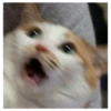 Cats meme GIF 18