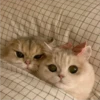 😼 Mundo felino 😸 20