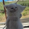 CAT WORLD 2 21