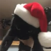 🎄🐱 Navidad Gatos 🐱 🎄 23