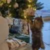 🎄🐱 Navidad Gatos 🐱 🎄 25