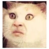 Cats meme GIF 21
