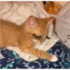 CAT WORLD 2 24
