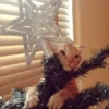 🎄🐱 Navidad Gatos 🐱 🎄 27