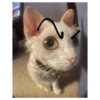 Cats meme GIF 22