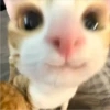 CAT WORLD 2 25