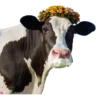 Sütaş 50. Yıl GIF ve Sticker Paketi 16