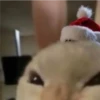 🎄🐱 Navidad Gatos 🐱 🎄 28