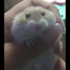 Io criceto 25