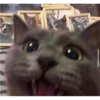 CAT WORLD 2 26
