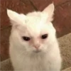 CAT WORLD 2 27