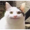 CAT WORLD 2 28