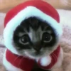 🎄🐱 Navidad Gatos 🐱 🎄 29