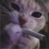 😼 Mundo felino 😸 26