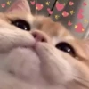 Marsey the cat 16