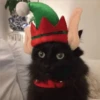 🎄🐱 Navidad Gatos 🐱 🎄 30
