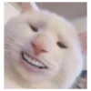 Cats meme GIF 26