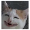 Cats meme GIF 27