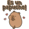 Capybara cute 🤎🐾 7
