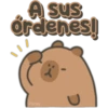Capybara cute 🤎🐾 8