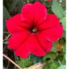 FLORES HERMOSAS 5