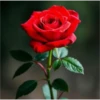 FLORES HERMOSAS 7
